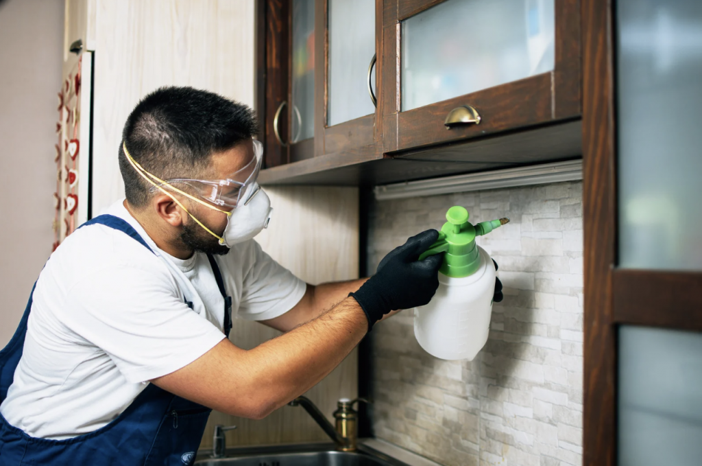 Termite Inspection Sydney: Annual Checks for Coastal and High-Humidity Areas